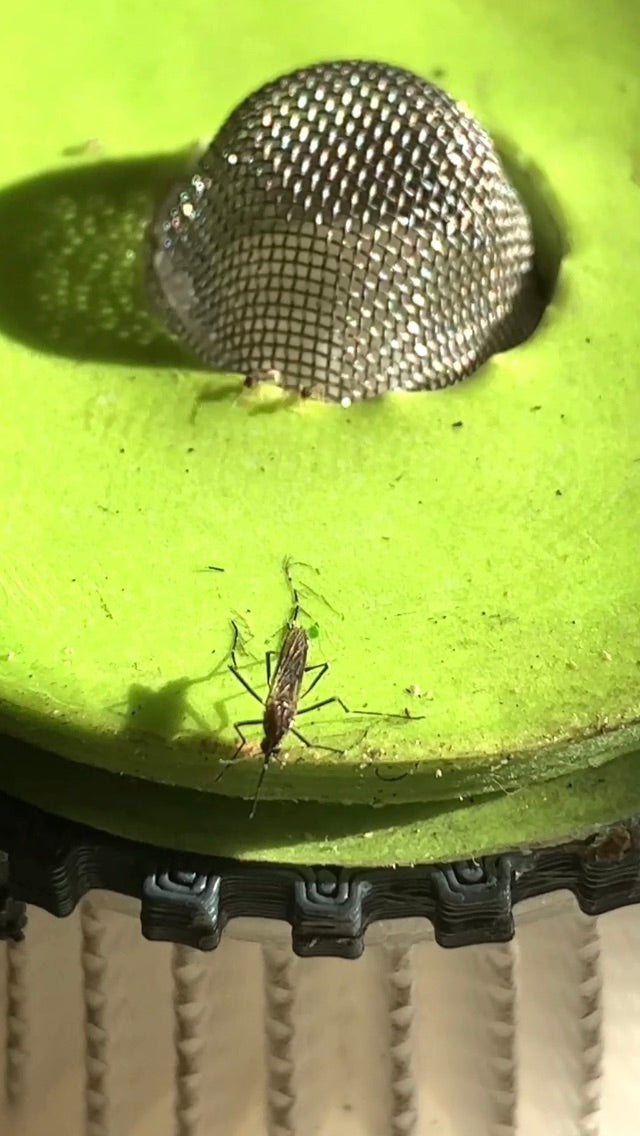 Sticky Bug Pads – Refillable Traps for the Fruit Fly Sucker™