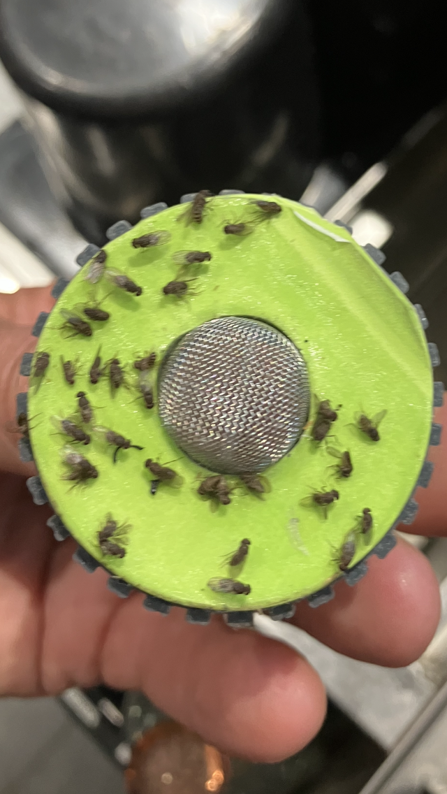 Sticky Bug Pads – Refillable Traps for the Fruit Fly Sucker™