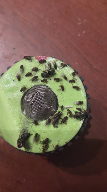 Sticky Bug Pads – Refillable Traps for the Fruit Fly Sucker™